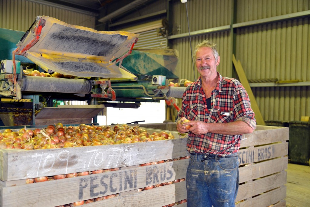 Pescini Bros grow onions, spuds and maize