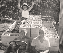 Paul's father John in 1949 sitting on top of a load of stonefruit, with his father and uncle